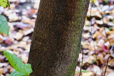 Prunus padus 'Colorata' - střemcha obecná - kůra